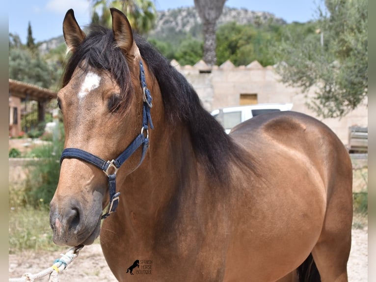 Andalusian Stallion 3 years 16,1 hh Dun in Mallorca