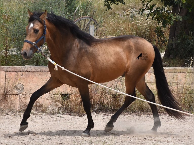 Andalusian Stallion 3 years 16,1 hh Dun in Mallorca