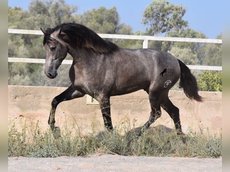Andalusian Stallion 3 years 16,1 hh Gray in Mallorca