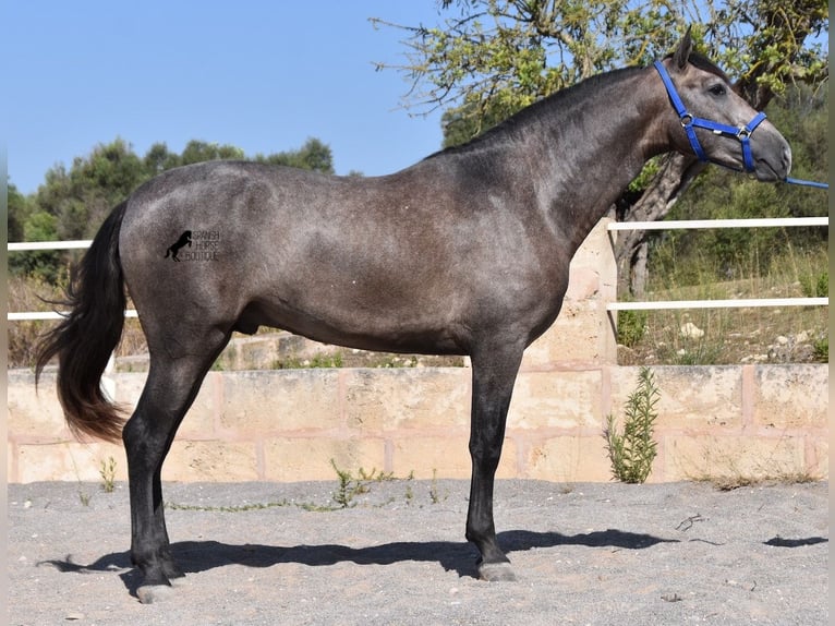 Andalusian Stallion 3 years 16,1 hh Gray in Mallorca