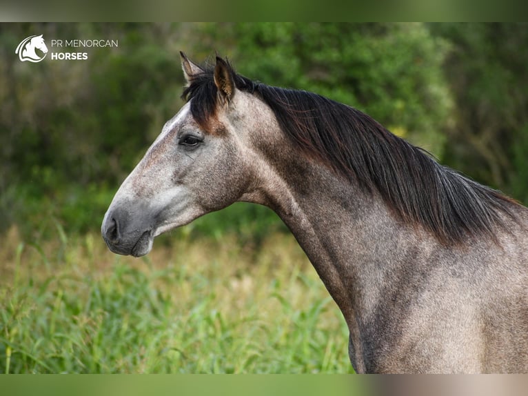 Andalusian Stallion 3 years 16,1 hh Grey in Menorca