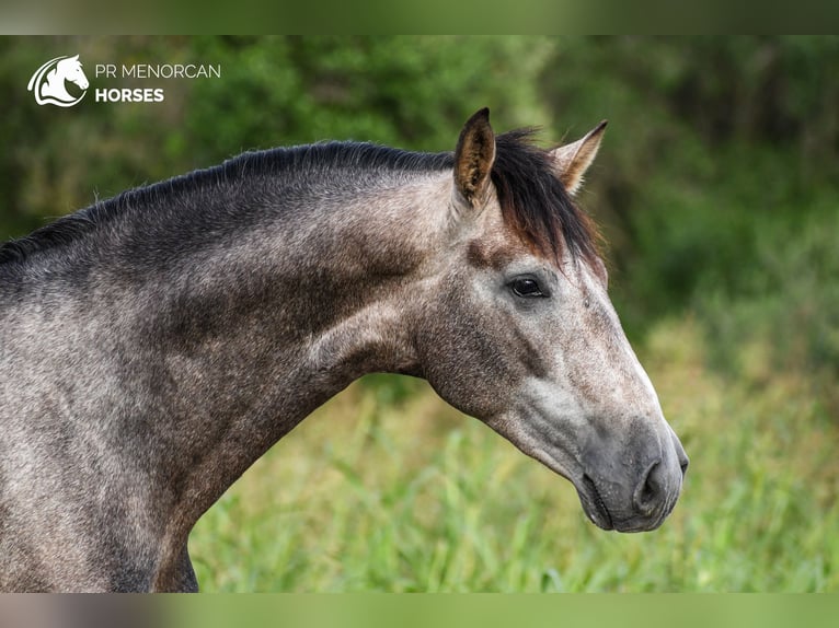 Andalusian Stallion 3 years 16,1 hh Grey in Menorca