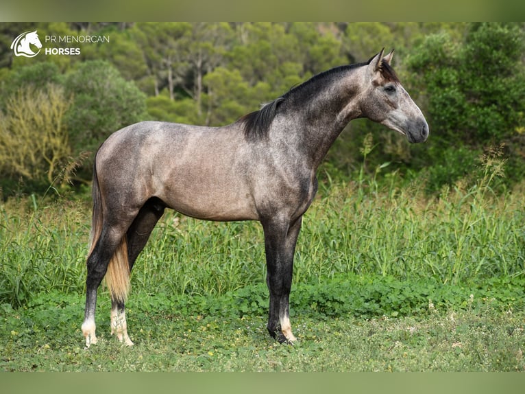 Andalusian Stallion 3 years 16,1 hh Grey in Menorca