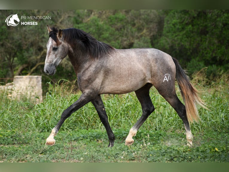 Andalusian Stallion 3 years 16,1 hh Grey in Menorca