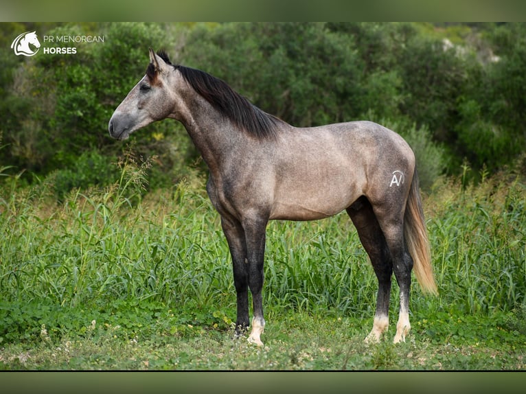 Andalusian Stallion 3 years 16,1 hh Grey in Menorca
