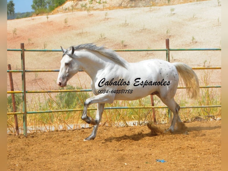 Andalusian Stallion 3 years 16.1 hh Pinto in Vejer de la Frontera