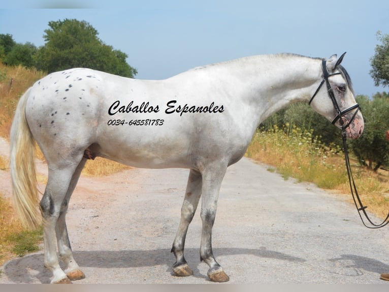 Andalusian Stallion 3 years 16.1 hh Pinto in Vejer de la Frontera