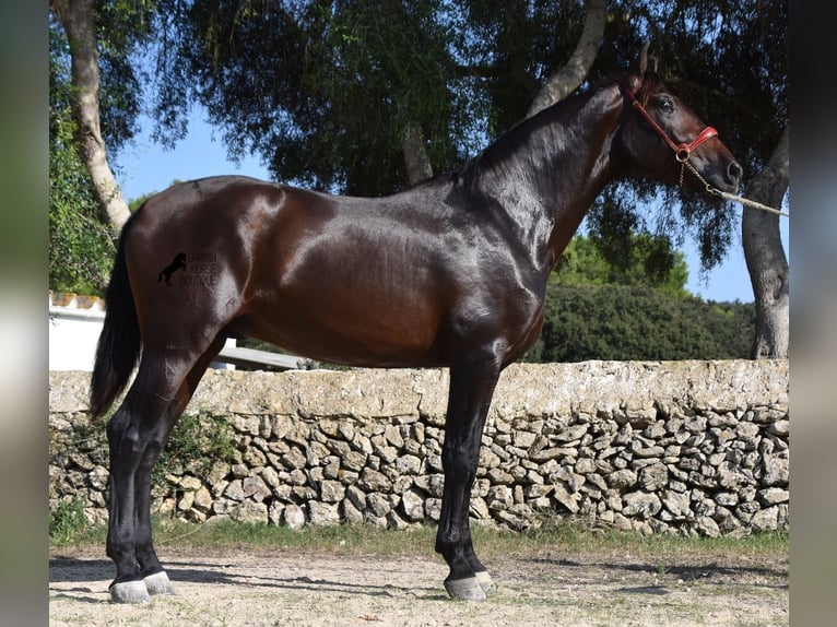 Andalusian Stallion 3 years 16,2 hh Brown in Menorca