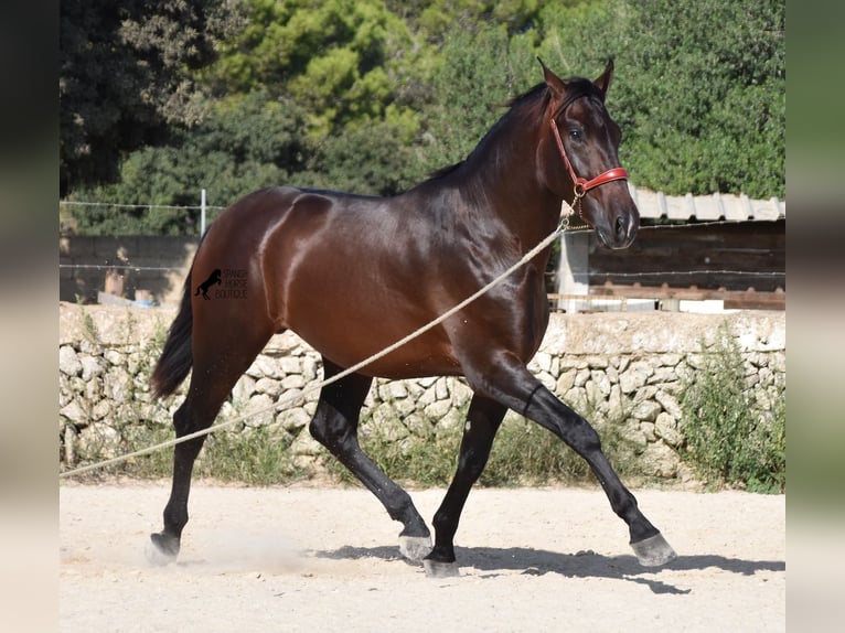 Andalusian Stallion 3 years 16,2 hh Brown in Menorca