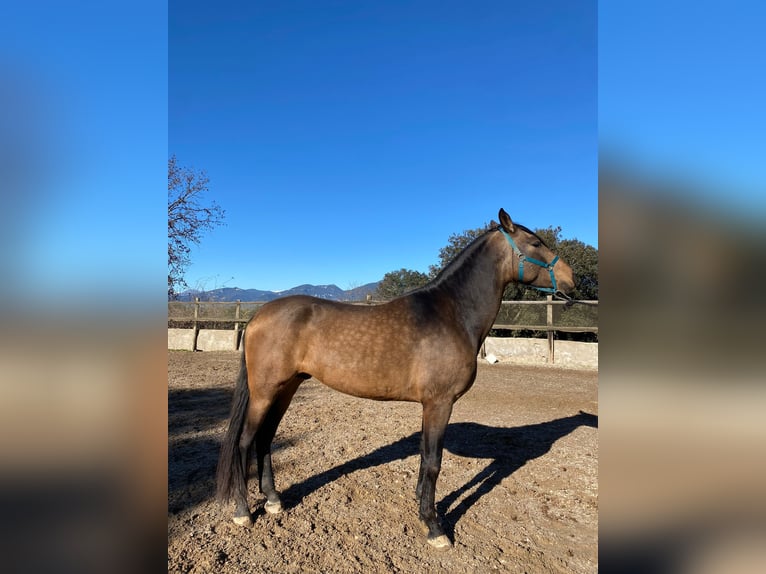 Andalusian Stallion 3 years 16,2 hh Dun in Serinya