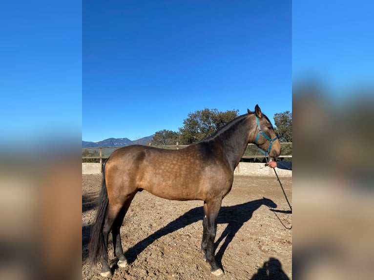 Andalusian Stallion 3 years 16,2 hh Dun in Serinya