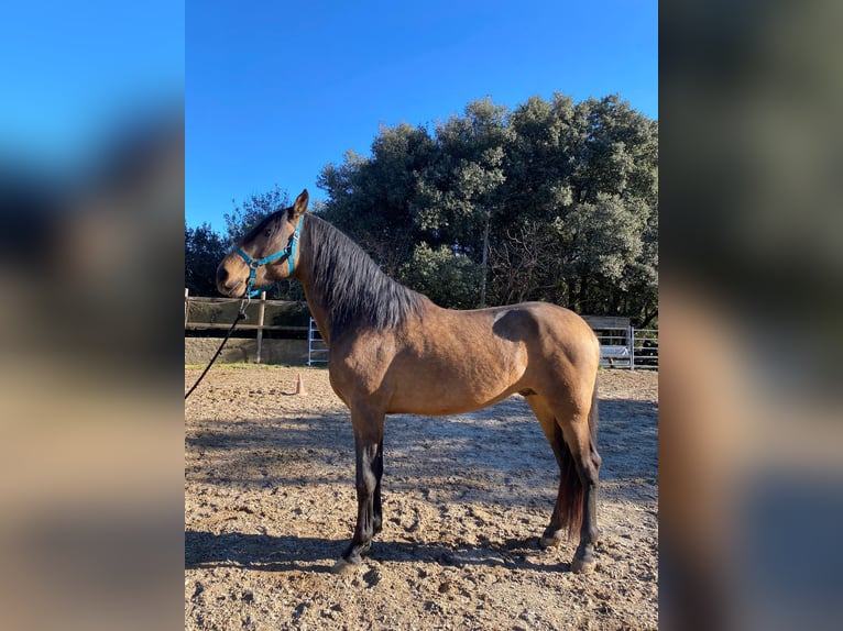 Andalusian Stallion 3 years 16,2 hh Dun in Serinya