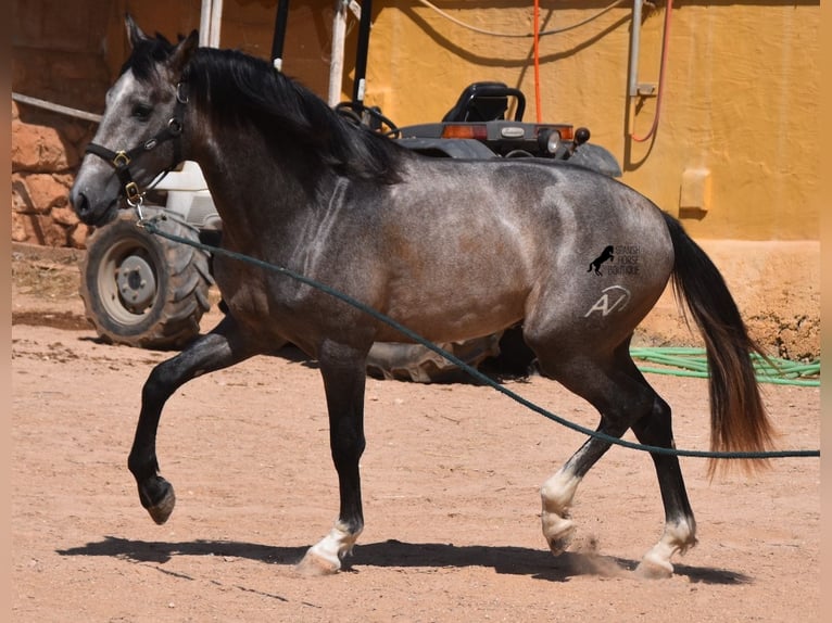 Andalusian Stallion 3 years 16,2 hh Gray in Menorca