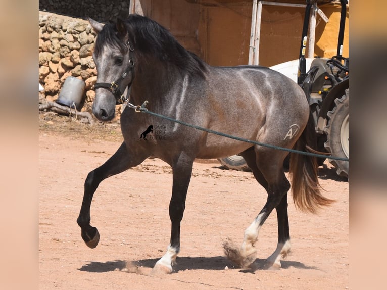 Andalusian Stallion 3 years 16,2 hh Gray in Menorca