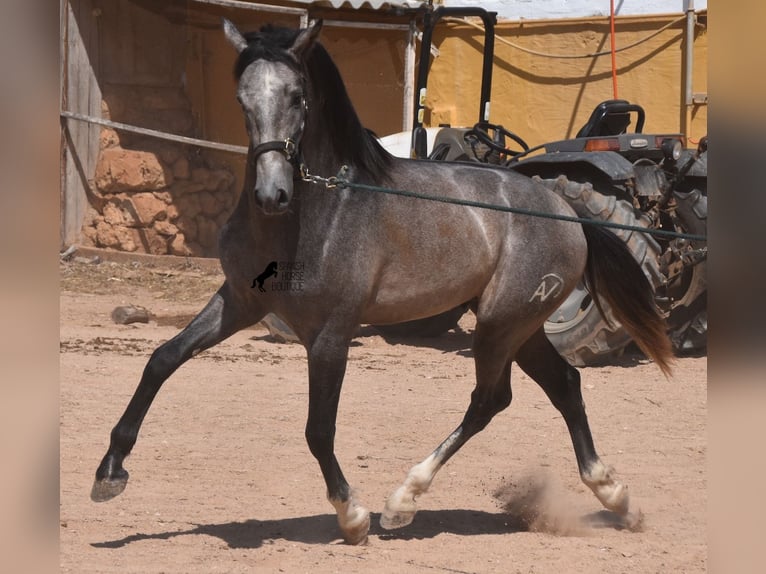 Andalusian Stallion 3 years 16,2 hh Gray in Menorca