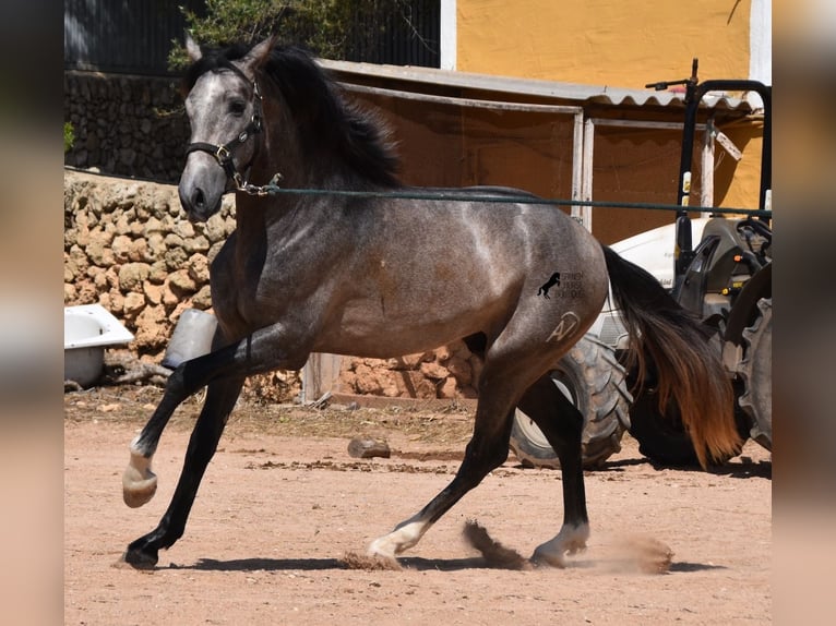 Andalusian Stallion 3 years 16,2 hh Gray in Menorca