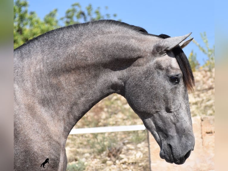 Head Shot Of Dapple Gray Andalusian Horse