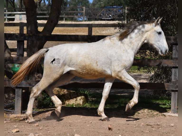 Andalusian Stallion 3 years 16,2 hh Gray in Mallorca