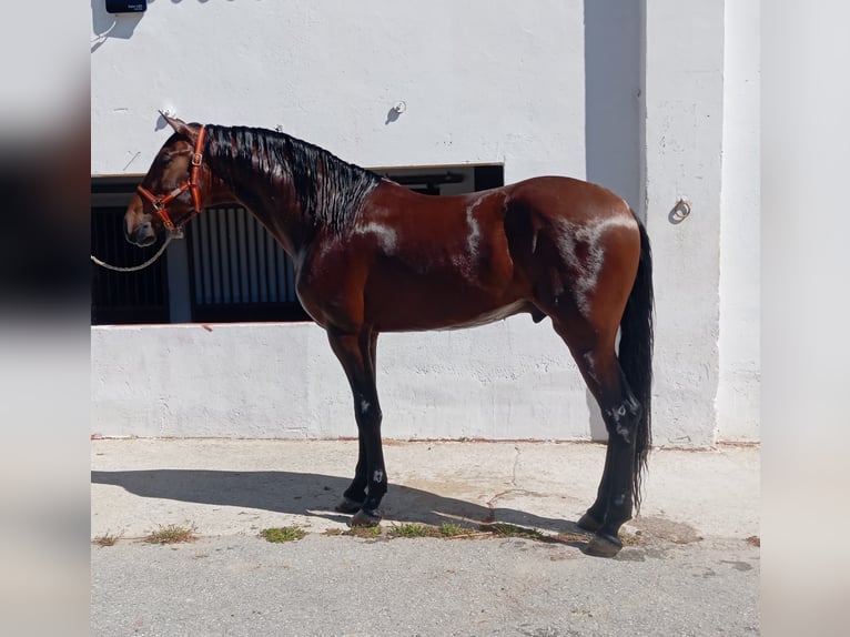 Andalusian Stallion 3 years 16.3 hh Brown in Terrassa
