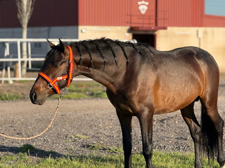 Andalusian Stallion 3 years 16 hh Bay-Dark in Mostoles