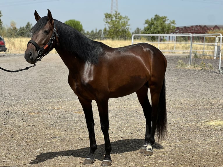 Andalusian Stallion 3 years 16 hh Bay-Dark in Mostoles