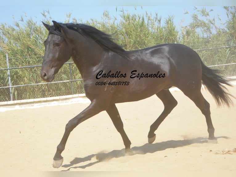 Andalusian Stallion 3 years 16 hh Black in Vejer de la Frontera