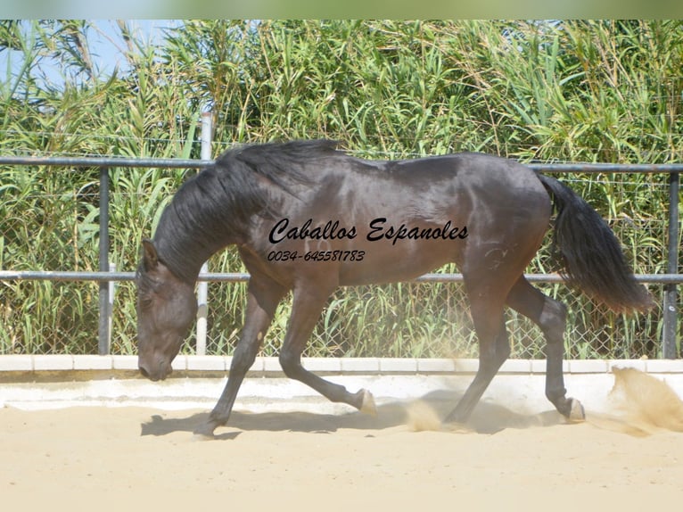 Andalusian Stallion 3 years 16 hh Black in Vejer de la Frontera