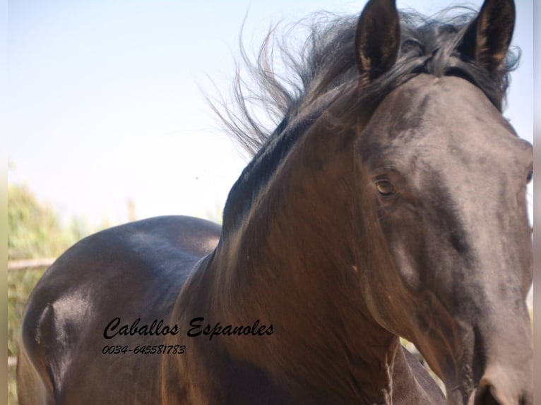 Andalusian Stallion 3 years 16 hh Black in Vejer de la Frontera