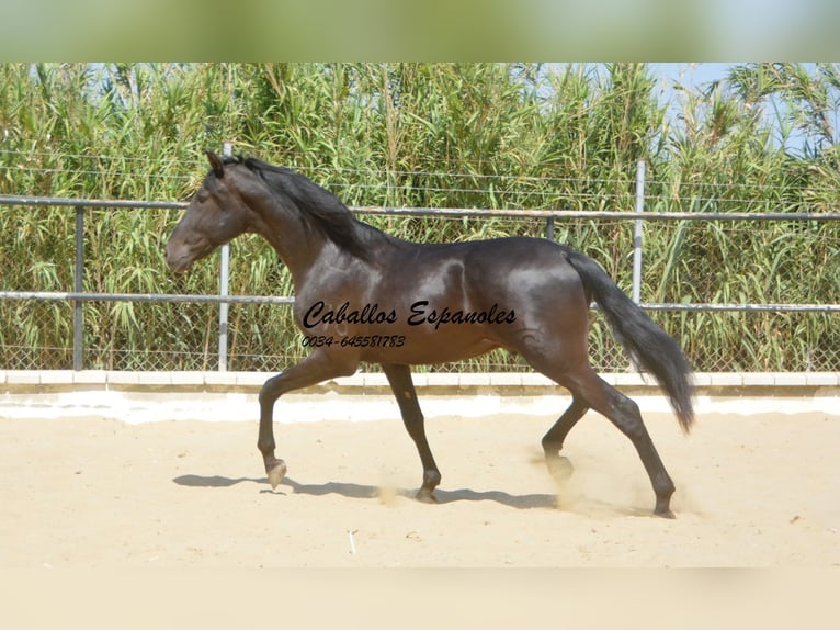 Andalusian Stallion 3 years 16 hh Black in Vejer de la Frontera