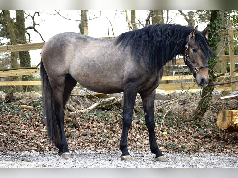 Andalusian Stallion 3 years 16 hh Brown Falb mold in Assesse