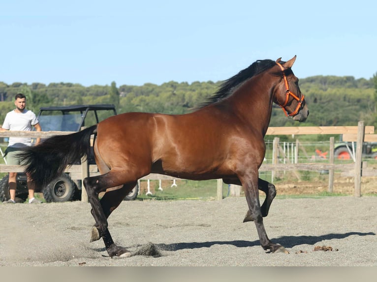 Andalusian Stallion 3 years 16 hh Brown in Cornillon-Confoux
