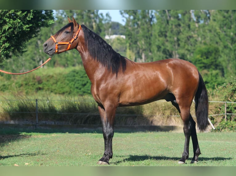 Andalusian Stallion 3 years 16 hh Brown in Cornillon-Confoux