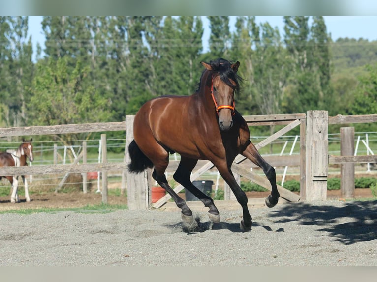 Andalusian Stallion 3 years 16 hh Brown in Cornillon-Confoux