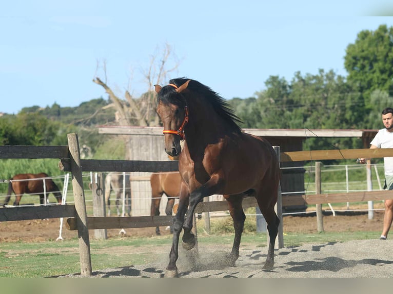 Andalusian Stallion 3 years 16 hh Brown in Cornillon-Confoux