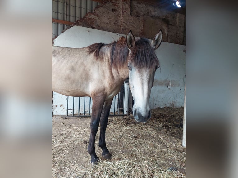 Andalusian Stallion 3 years 16 hh Buckskin in Sustrum-Moor