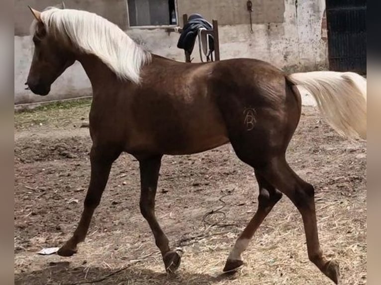 Andalusian Stallion 3 years 16 hh Dun in Avila