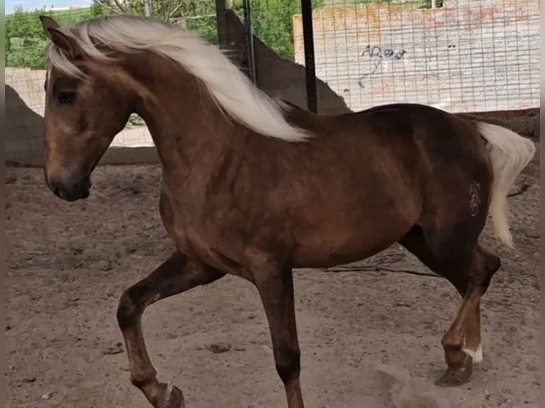 Andalusian Stallion 3 years 16 hh Dun in Avila