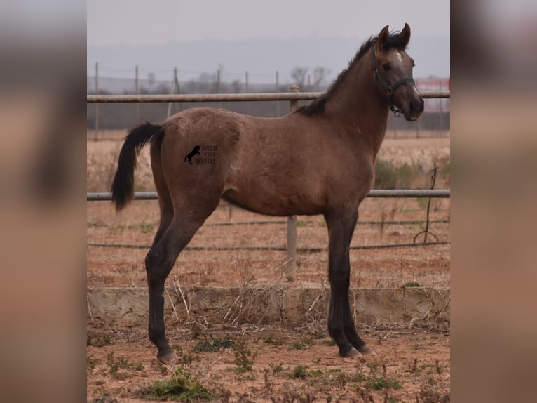 Andalusian Stallion 3 years 16 hh Gray in Mallorca