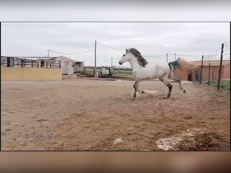 Andalusian Stallion 3 years 16 hh Gray in Madrid