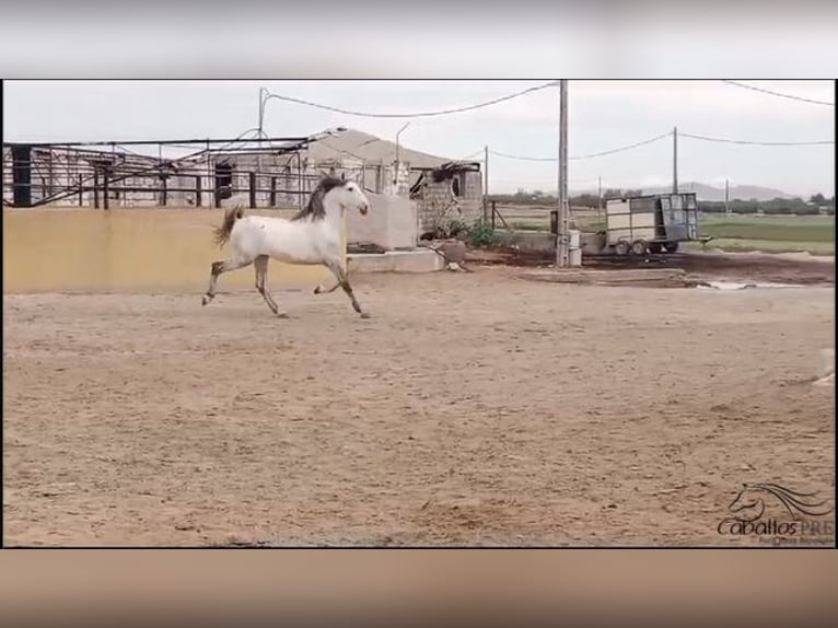 Andalusian Stallion 3 years 16 hh Gray in Madrid