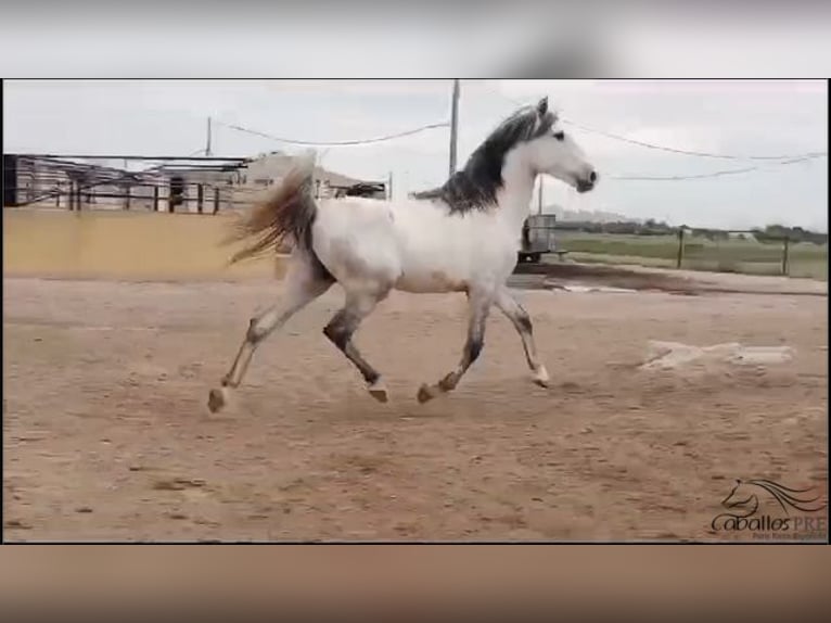 Andalusian Stallion 3 years 16 hh Gray in Madrid