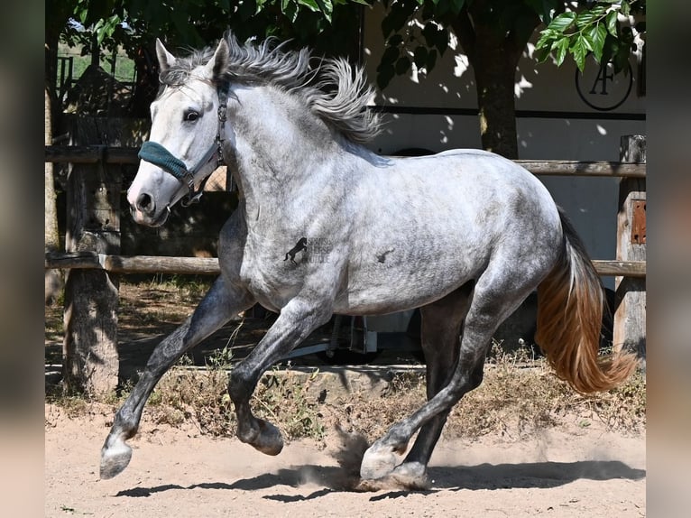 Andalusian Stallion 3 years 16 hh Grey in Mallorca