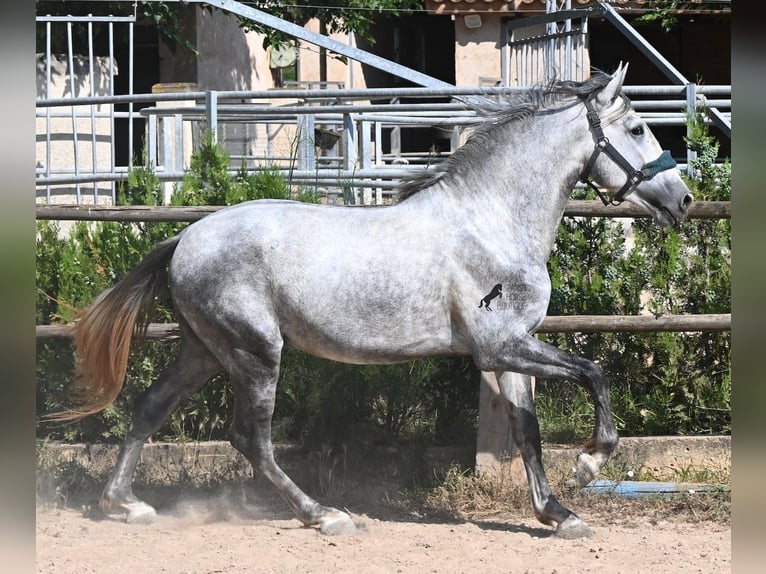 Andalusian Stallion 3 years 16 hh Grey in Mallorca