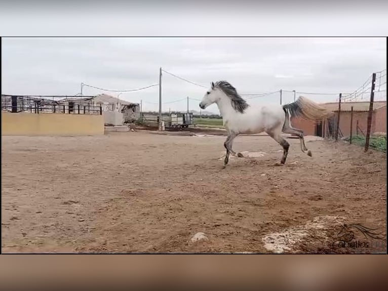 Andalusian Stallion 3 years 16 hh Grey in Madrid