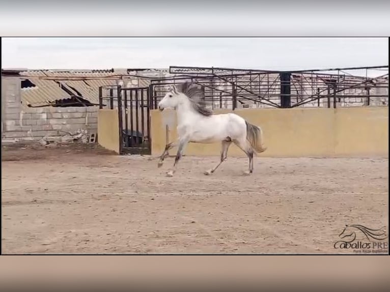Andalusian Stallion 3 years 16 hh Grey in Madrid