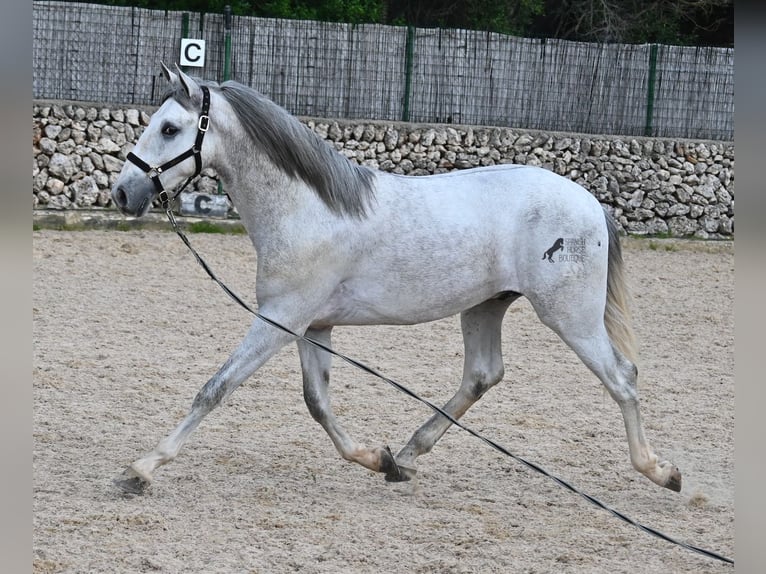 Andalusian Stallion 3 years 16,1 hh Grey in Menorca