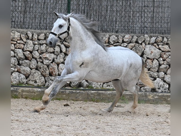 Andalusian Stallion 3 years 16,1 hh Grey in Menorca