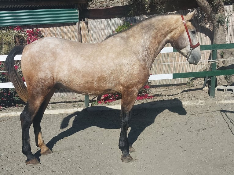 Andalusian Stallion 3 years 16,1 hh Grey in Nerja