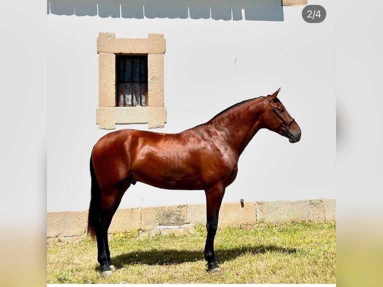 Andalusian Stallion 3 years 17,2 hh Bay in Teruel