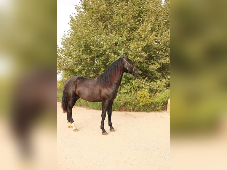 Andalusian Stallion 3 years 17 hh Black in Corona, CA